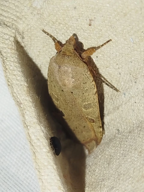 Noctua comes - kis sárgafűbagoly