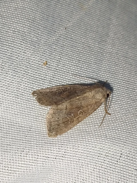 Parastichtis suspecta - sötét erdeibagoly