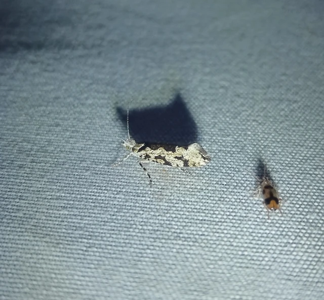 Ypsolopha sequella - ligeti tarkamoly