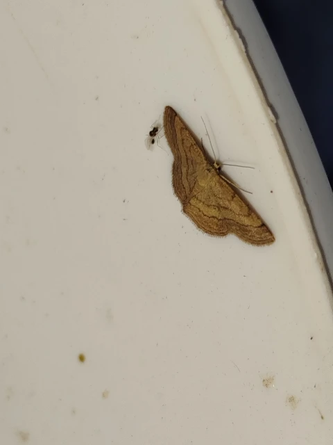 Scopula rubiginata - réti pirosaraszoló