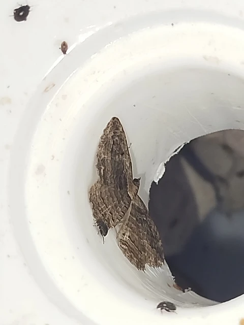 Philereme transversata - varjútövis-araszoló