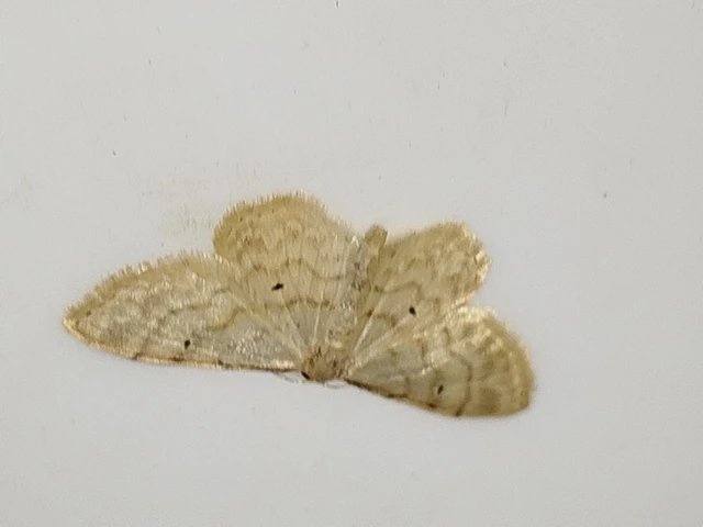 Idaea fuscovenosa - szürkeszélű apróaraszoló