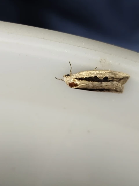 Chilodes maritima - négyfoltos nádibagoly