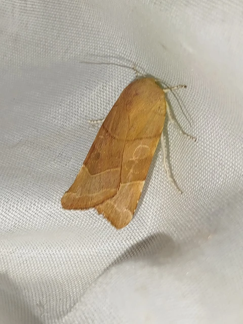 Noctua fimbriata - szélessávú sárgafűbagoly
