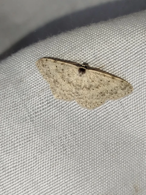 Scopula marginepunctata - pettyes sávosaraszoló