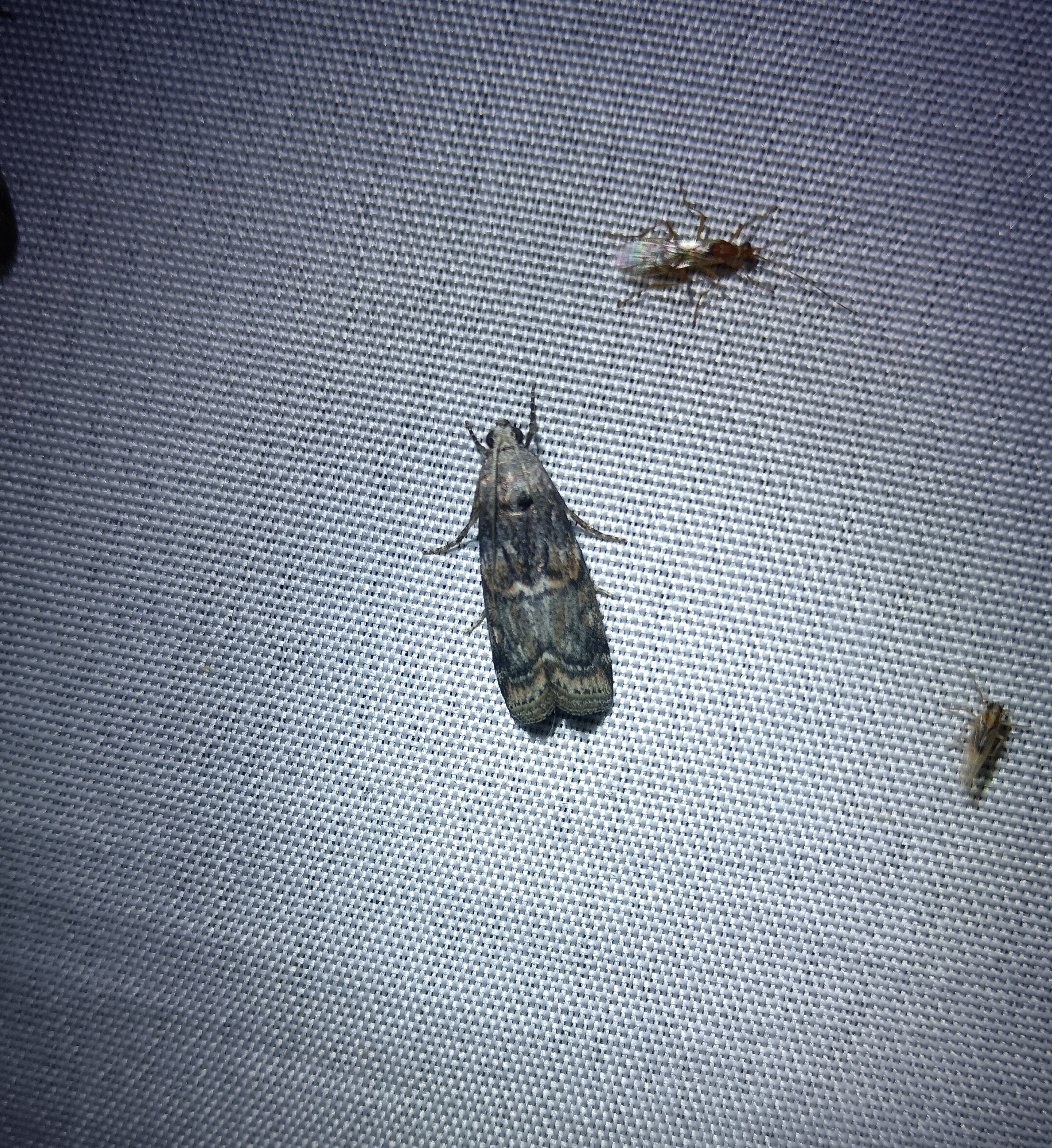 Phycita meliella - görög karcsúmoly