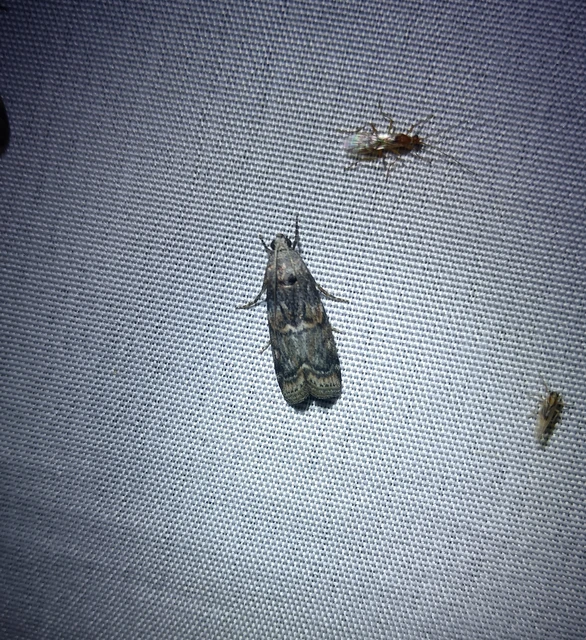 Phycita meliella - görög karcsúmoly
