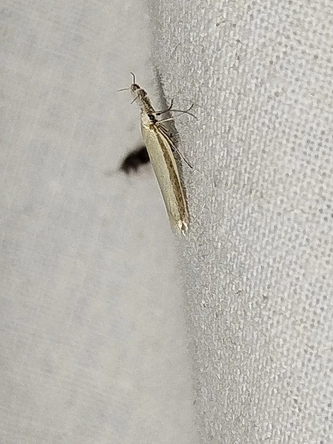 Pleurota pyropella - tüzes csíkosmoly