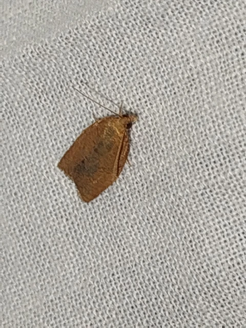 Clepsis consimilana - fagyal-sodrómoly