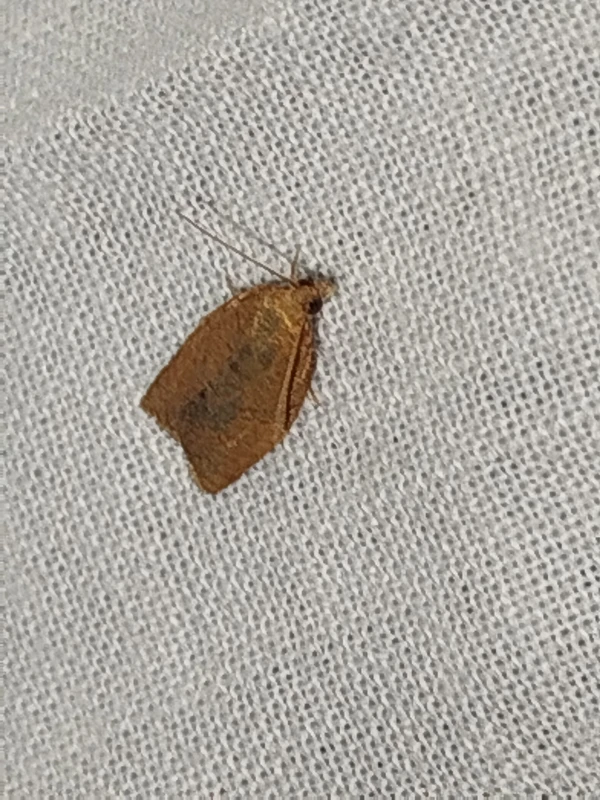 Clepsis consimilana - fagyal-sodrómoly