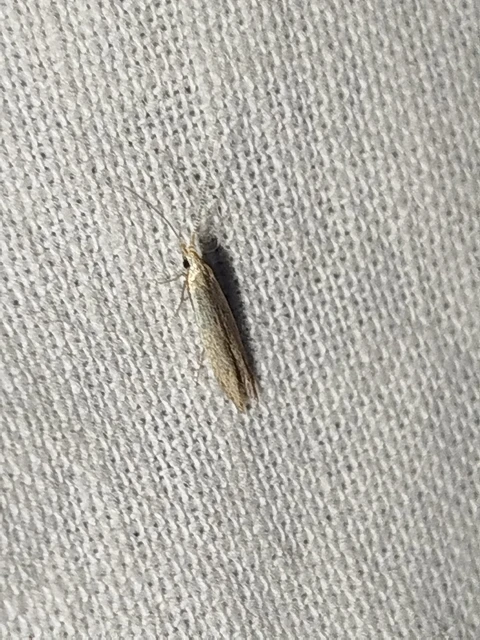 Coleophora albella - fehércsíkos zsákosmoly