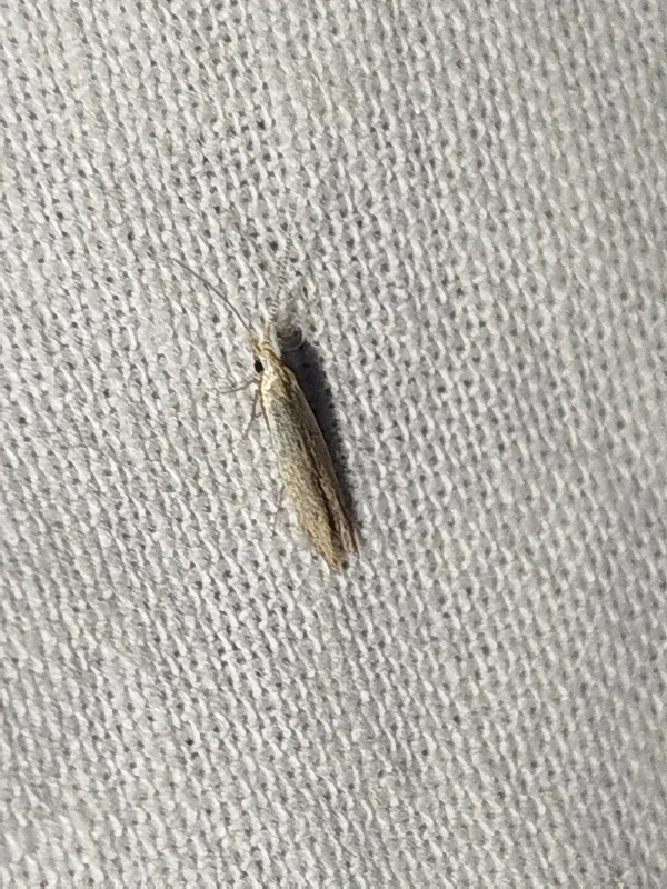 Coleophora albella - fehércsíkos zsákosmoly