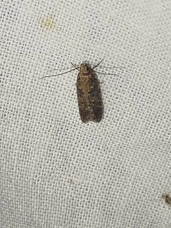 Chionodes distinctella - ürömszövő örvösmoly