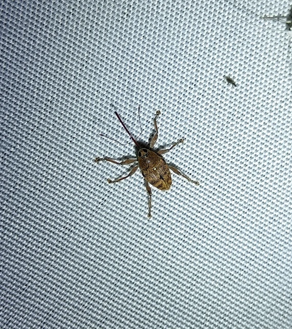 Curculio glandium - tölgymakkzsuzsóka