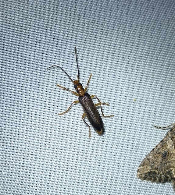 Nacerdes carniolica - karnóliai álcincér