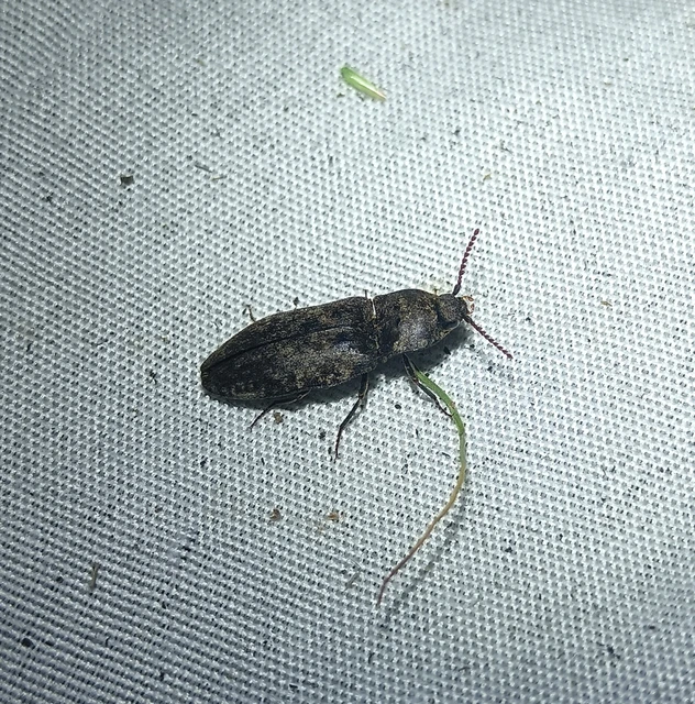 Agrypnus murinus - egérszínű pikkelyespattanó