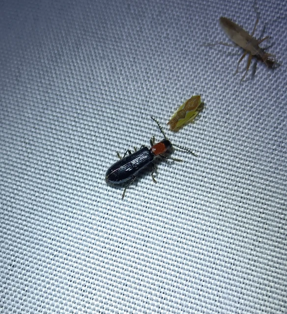 Tillus elongatus - fekete szúfarkas