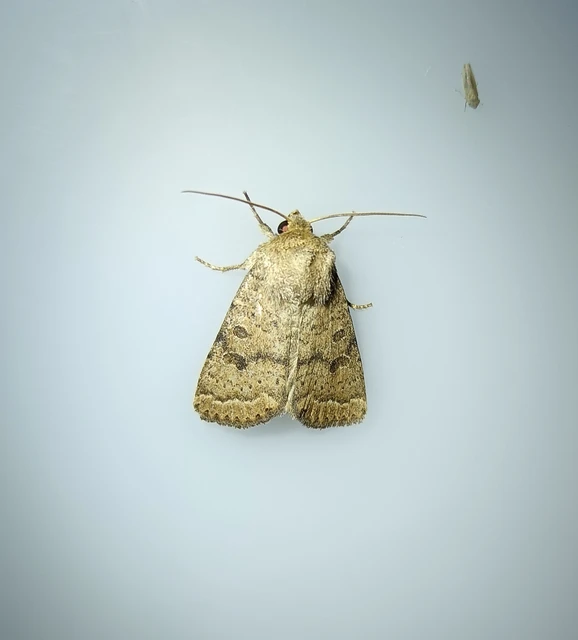 Hoplodrina octogenaria - barna selymesbagoly