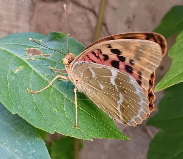 Argynnis pandora - zöldes gyöngyházlepke