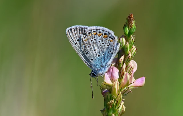 Polyommatus icarus - közönséges boglárka