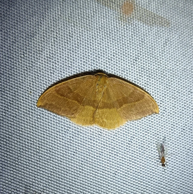 Watsonalla cultraria - bükkfa-sarlósszövő