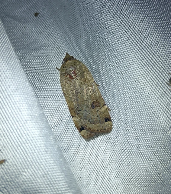 Noctua orbona - foltos sárgafűbagoly
