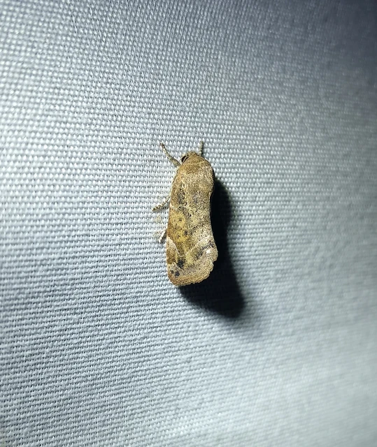 Cosmia affinis - barna lombbagoly