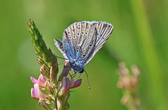 Polyommatus