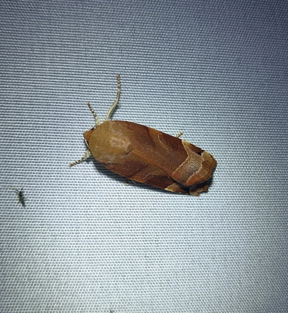 Noctua fimbriata - szélessávú sárgafűbagoly