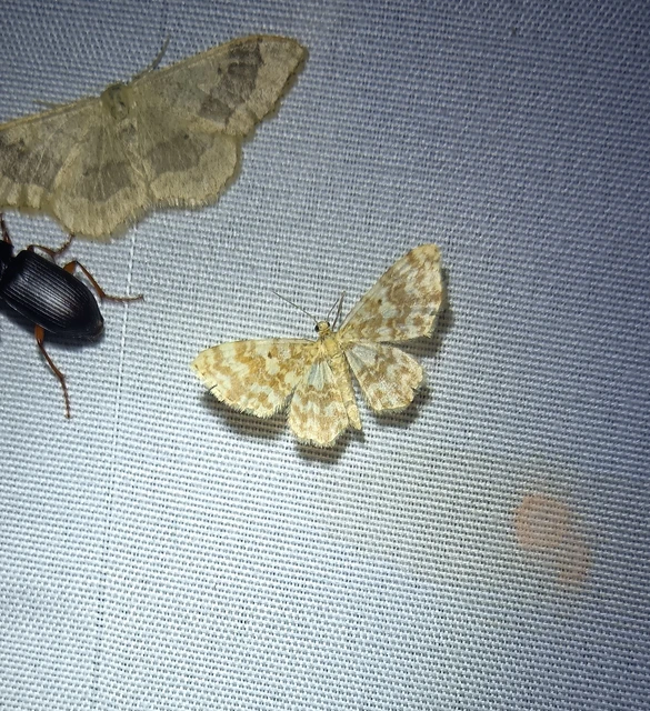 Hydrelia flammeolaria - narancssárga araszoló