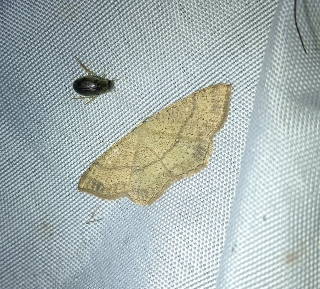 Cyclophora ruficiliaria - vörösrojtú pettyesaraszoló