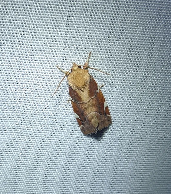 Cosmia diffinis - szilfa-lombbagoly