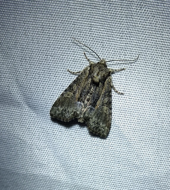 Pabulatrix pabulatricula - tölgyes-dudvabagoly