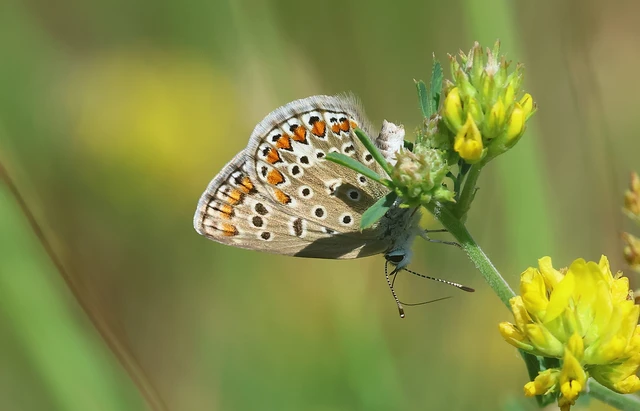 Polyommatus icarus - közönséges boglárka