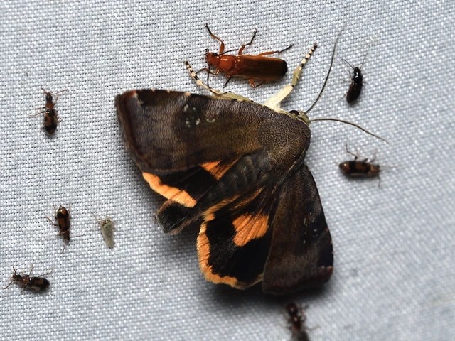 Noctua janthina - tarka sárgafűbagoly