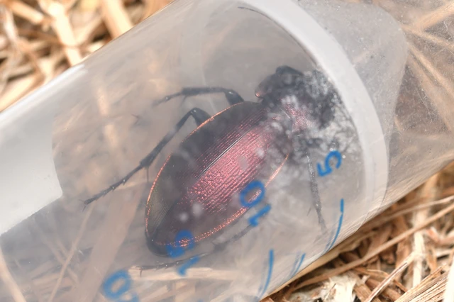 Carabus scheidleri - változó futrinka Carabus scheidleri - változó futrinka