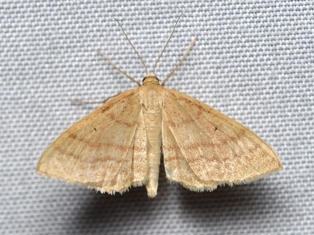 Idaea rufaria - vörhenyes sávosaraszoló