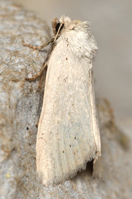 Photedes morrisii simonyisandori - Simonyi Sándor sásbaglya