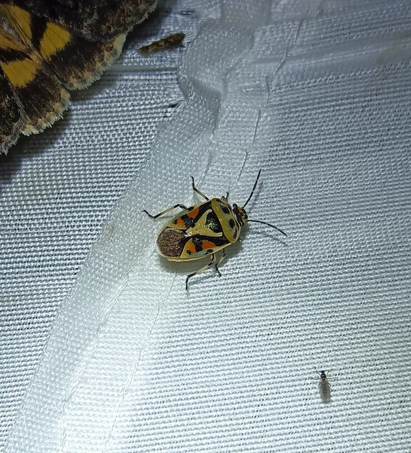 Eurydema ornata - díszespoloska Eurydema ornata - díszespoloska