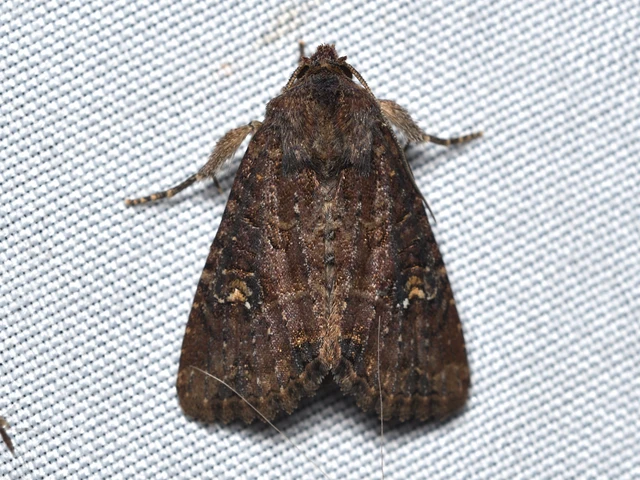 Mesapamea secalella/secalis