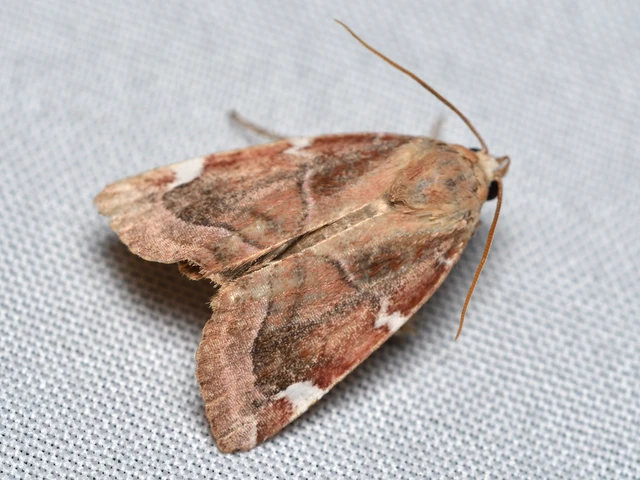Cosmia diffinis - szilfa-lombbagoly
