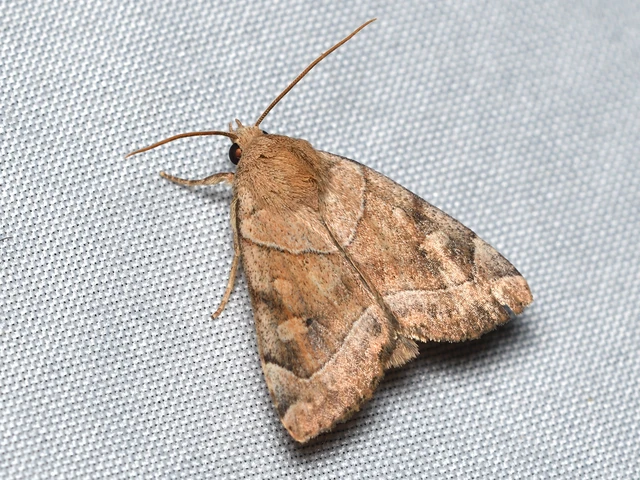Cosmia trapezina - közönséges lombbagoly