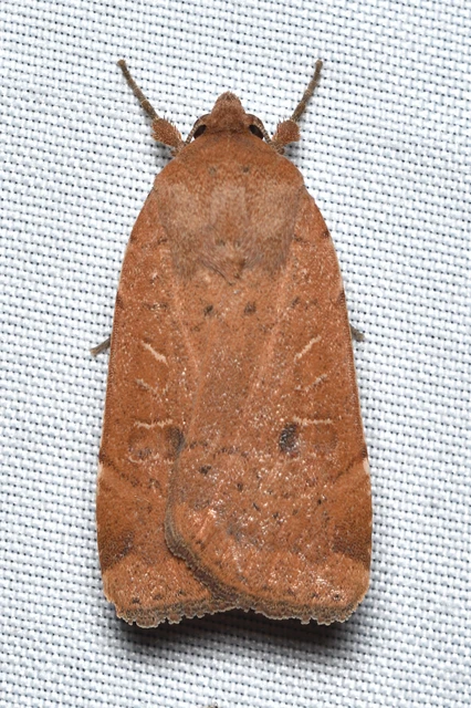 Noctua comes - kis sárgafűbagoly