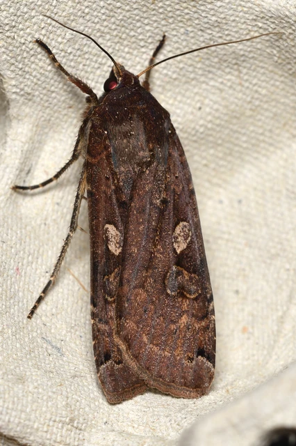 Noctua pronuba - nagy sárgafűbagoly