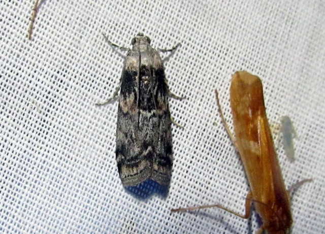 Phycita meliella - görög karcsúmoly