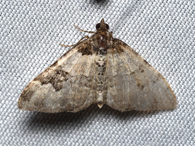 Xanthorhoe fluctuata - közönséges tarkaaraszoló