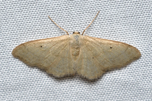 Idaea straminata - szalmasárga sávosaraszoló