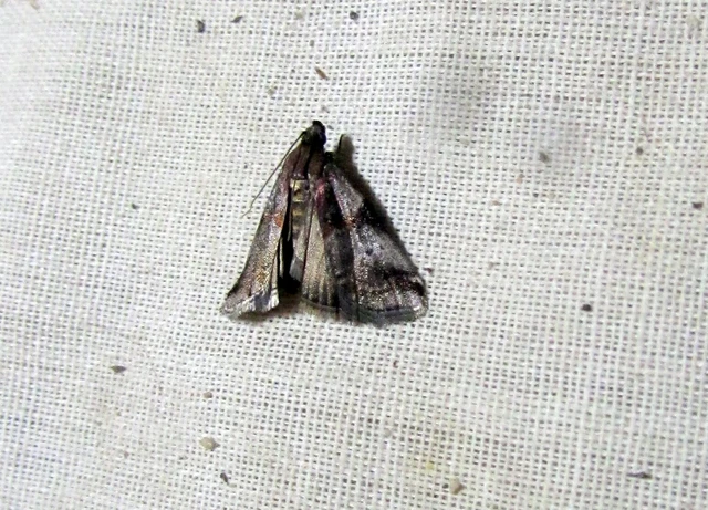 Acrobasis suavella - karszterdei karcsúmoly