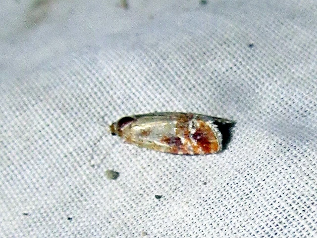 Rhyacionia pinicolana - piros gyantamoly