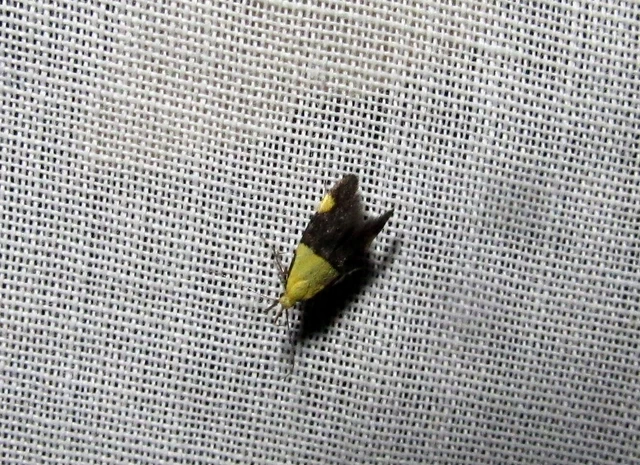 Oecophora bractella - kis díszmoly